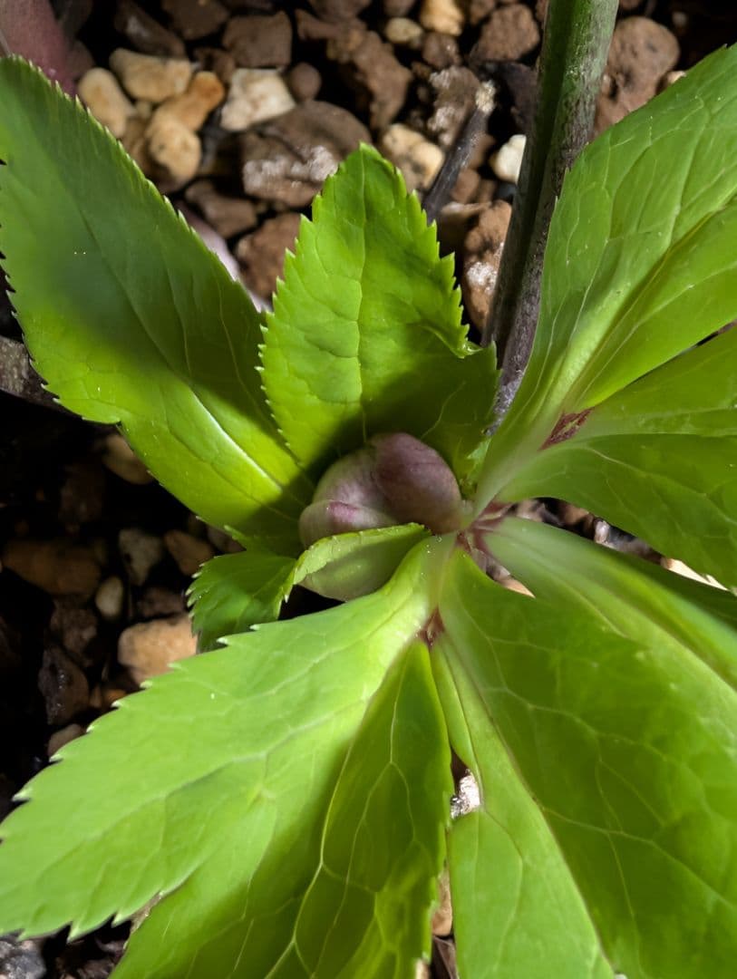 872★クリマスローズ：加藤農園【リバースピコティ】開花株