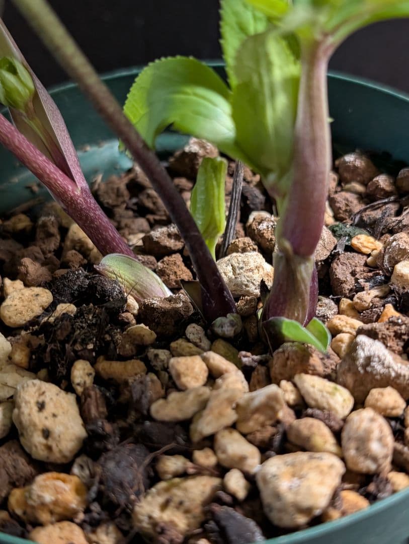 872★クリマスローズ：加藤農園【リバースピコティ】開花株