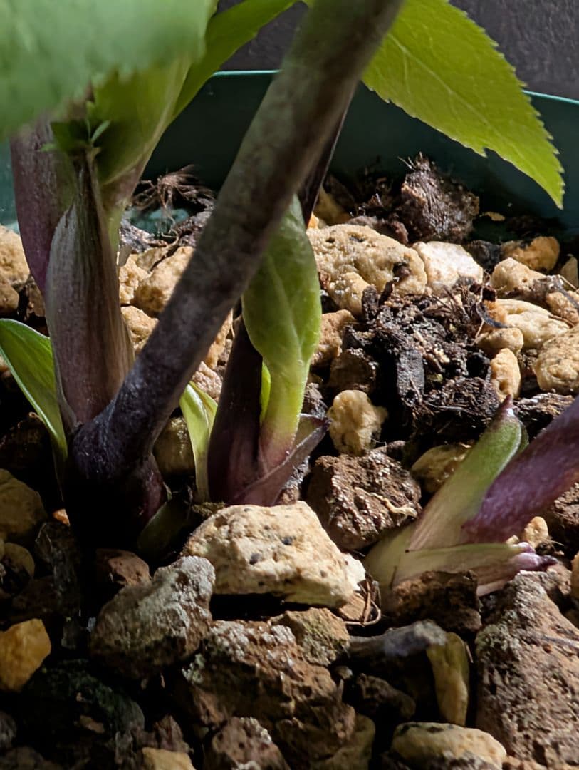 872★クリマスローズ：加藤農園【リバースピコティ】開花株