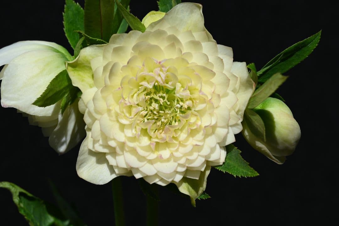 クリスマスローズ　上物！認定ホワイトアフロディーテ　加藤農園