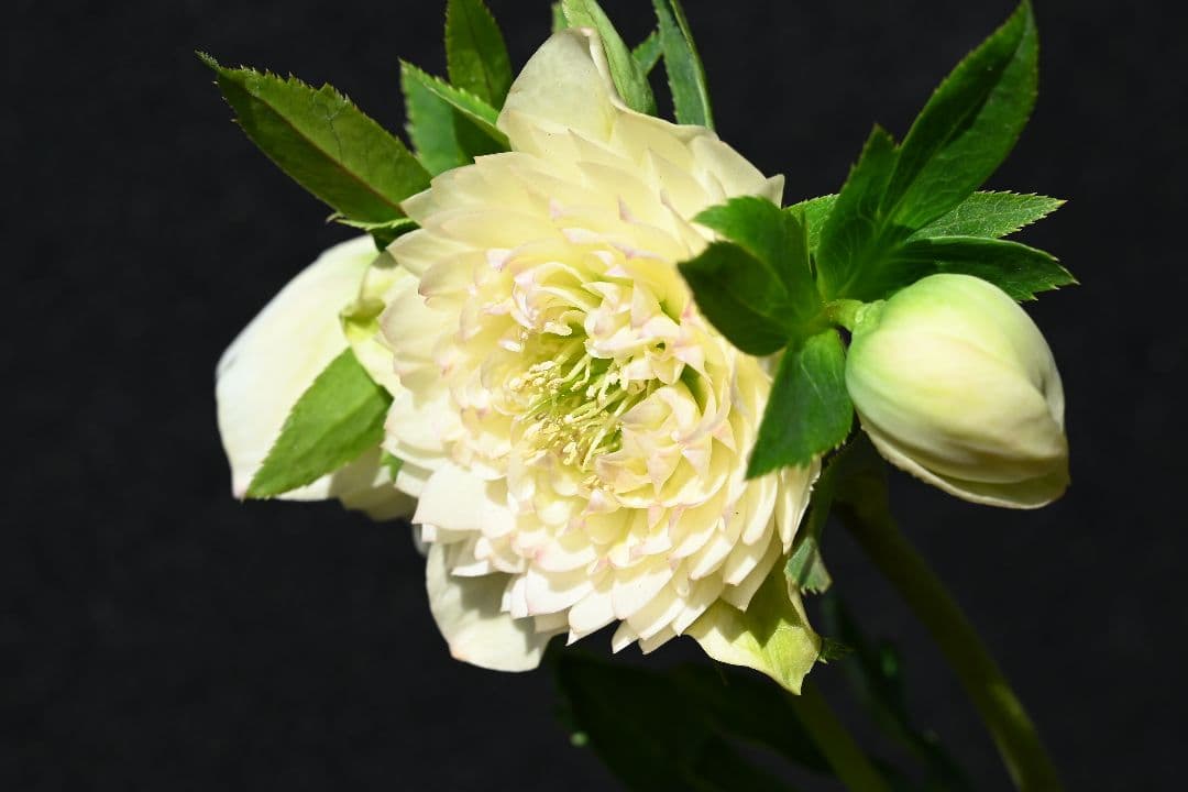 クリスマスローズ　上物！認定ホワイトアフロディーテ　加藤農園