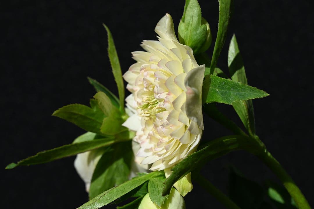 クリスマスローズ　上物！認定ホワイトアフロディーテ　加藤農園