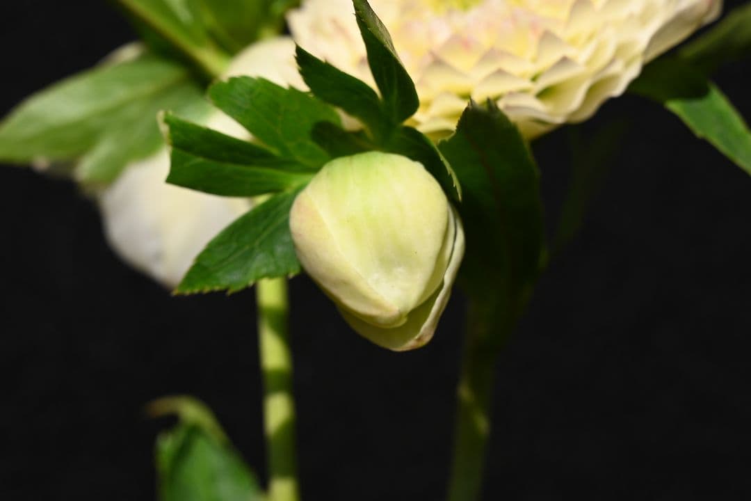 クリスマスローズ　上物！認定ホワイトアフロディーテ　加藤農園