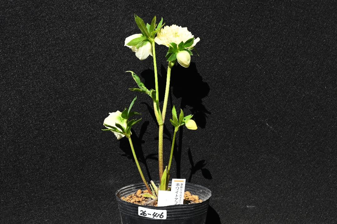 クリスマスローズ　上物！認定ホワイトアフロディーテ　加藤農園