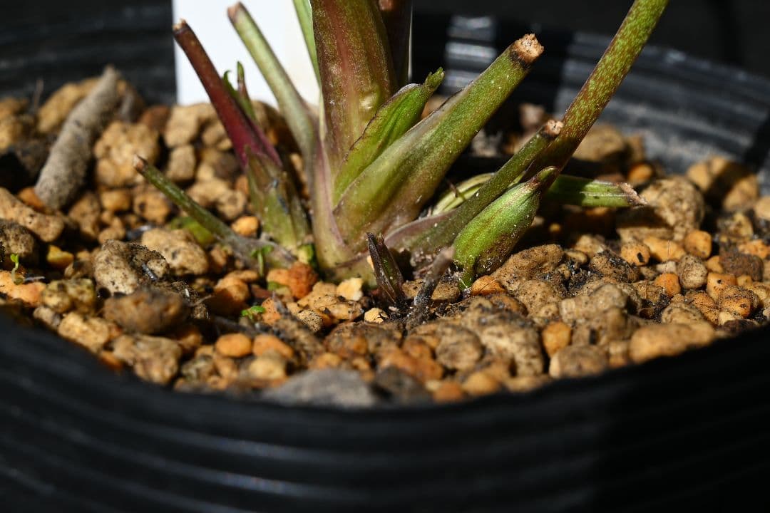 クリスマスローズ　上物！認定ホワイトアフロディーテ　加藤農園