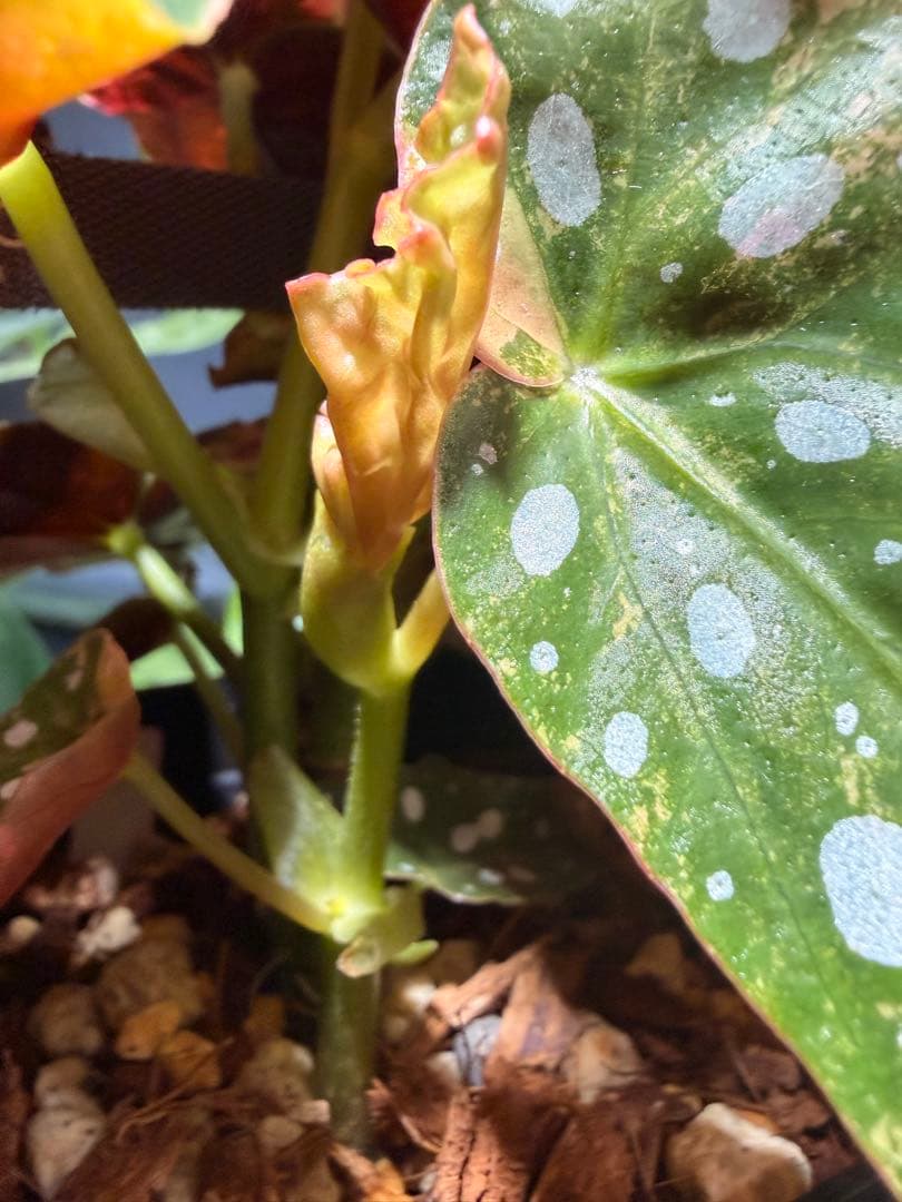 特大株葉数15枚 ベゴニアマクラータ 極上美斑入り