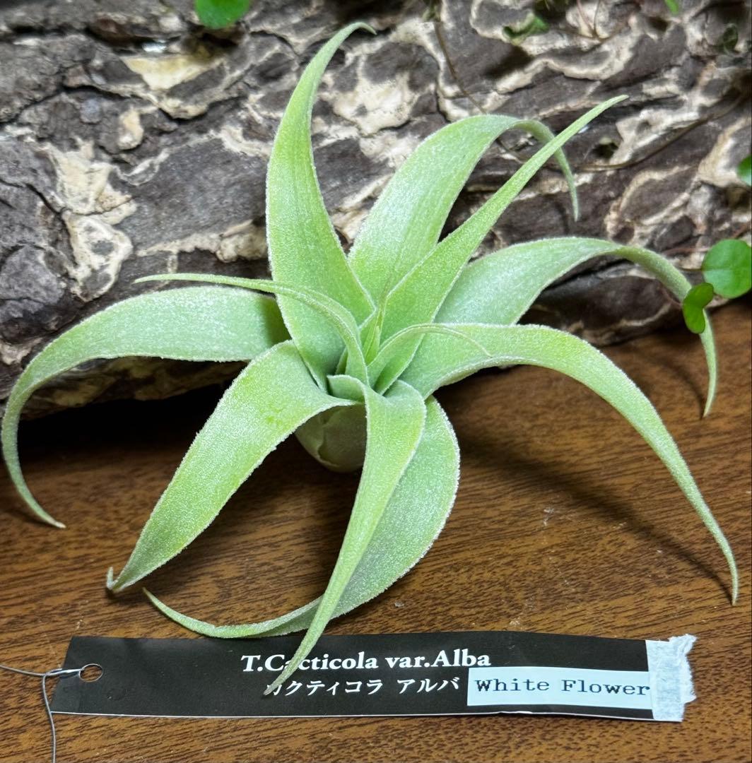 チランジア　カクティコラ　アルバ