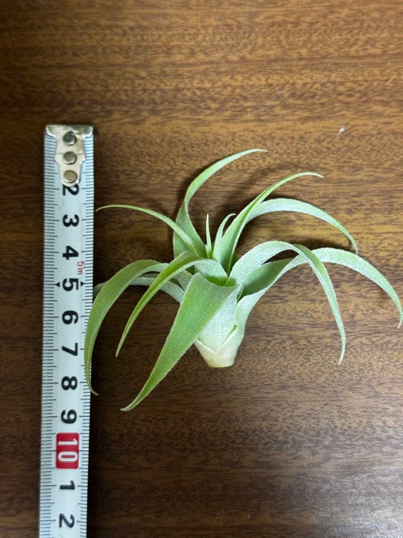 チランジア　カクティコラ　アルバ