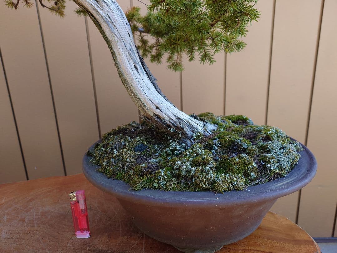 ※引取限定※　盆栽　杜松