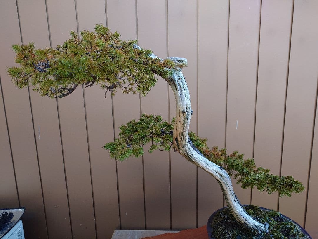 ※引取限定※　盆栽　杜松