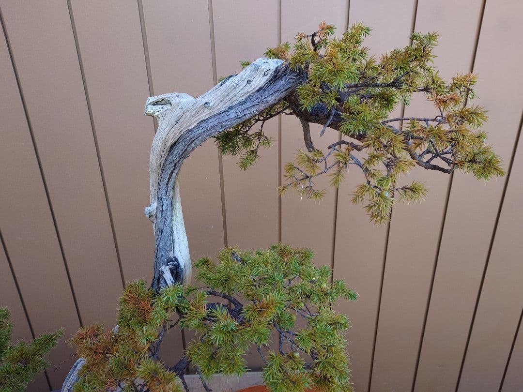 ※引取限定※　盆栽　杜松