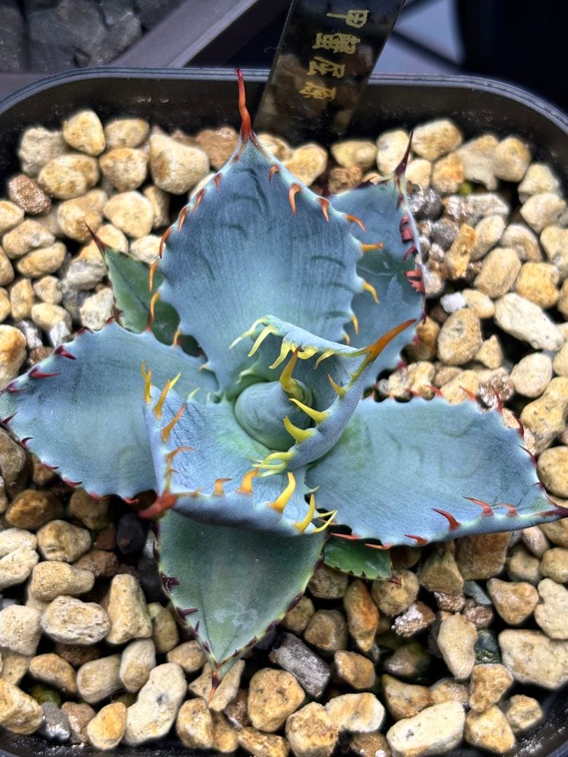 甲蟹屈原 子株 発根剤 青葉 陽炎 狂刺 連刺 ハイブリッド ⑤