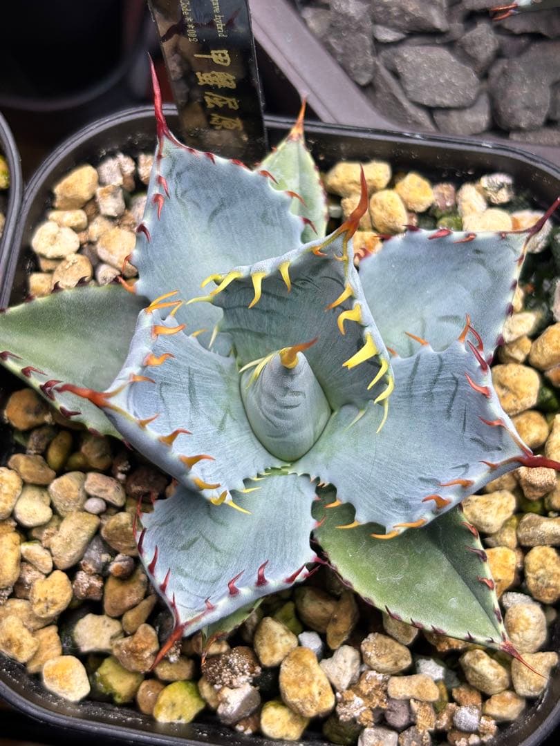 甲蟹屈原 子株 発根剤 青葉 陽炎 狂刺 連刺 ハイブリッド ⑤