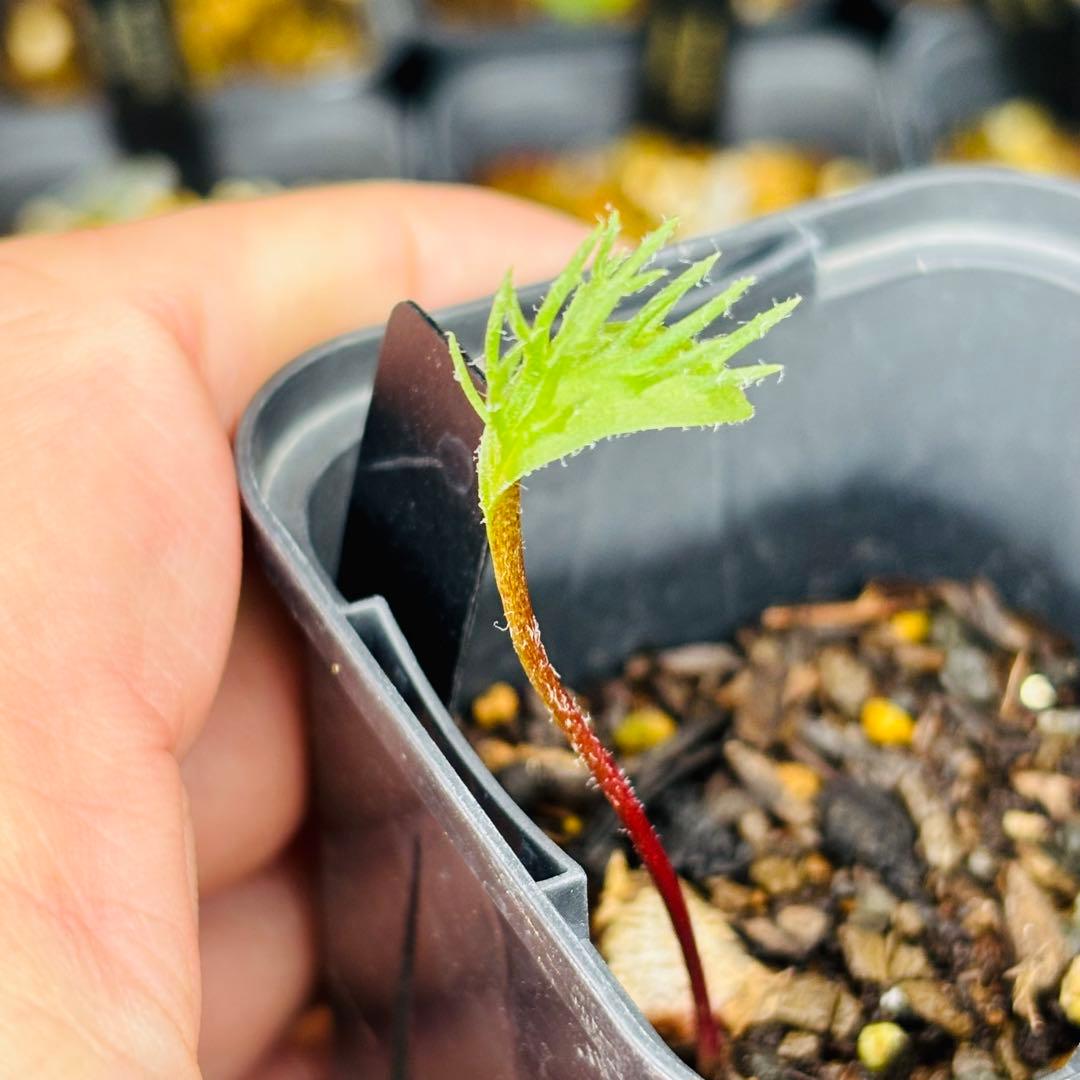 u*f様 オークション！希少 エリオスペルマム ケルビコルネ ケープバルブ 塊根