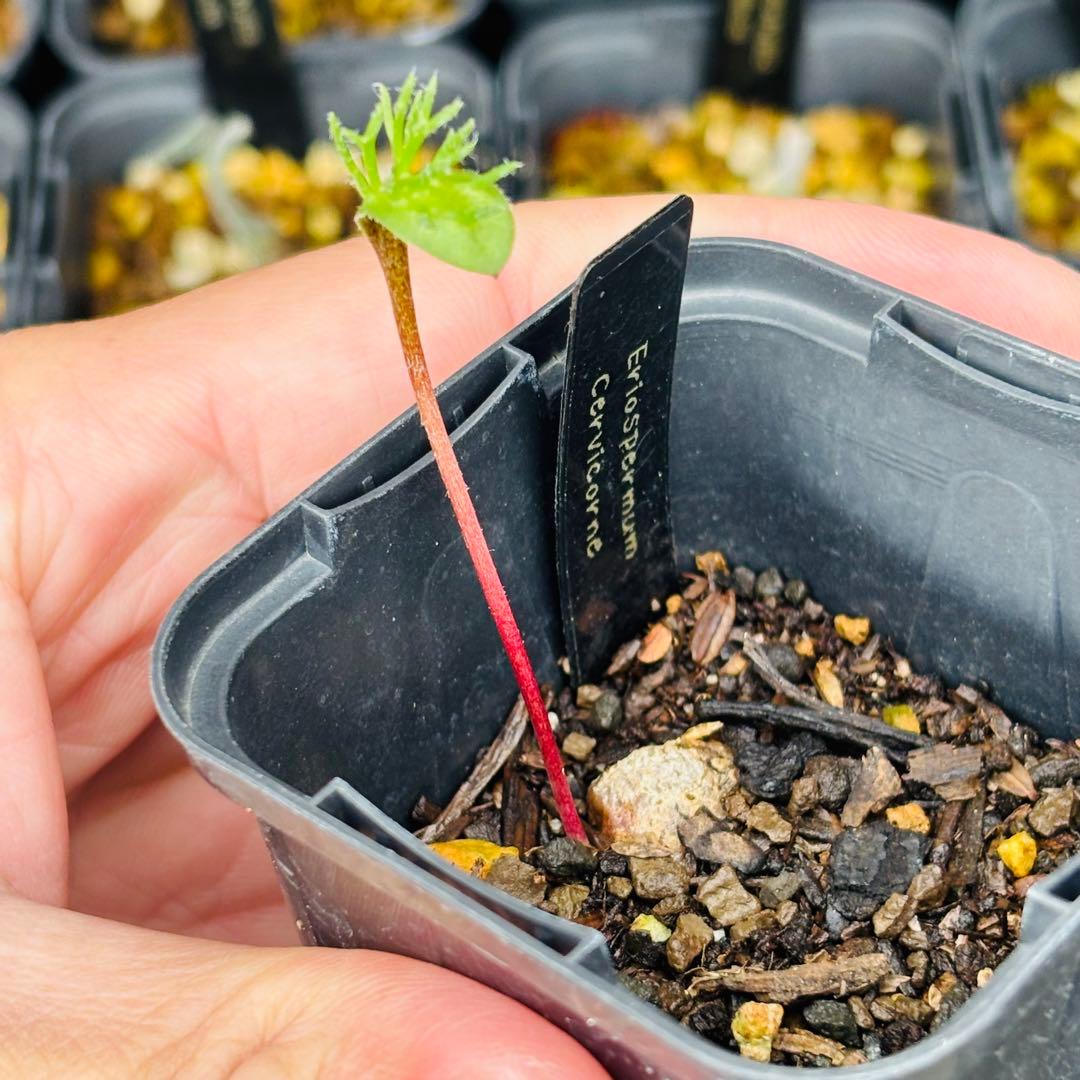 u*f様 オークション！希少 エリオスペルマム ケルビコルネ ケープバルブ 塊根