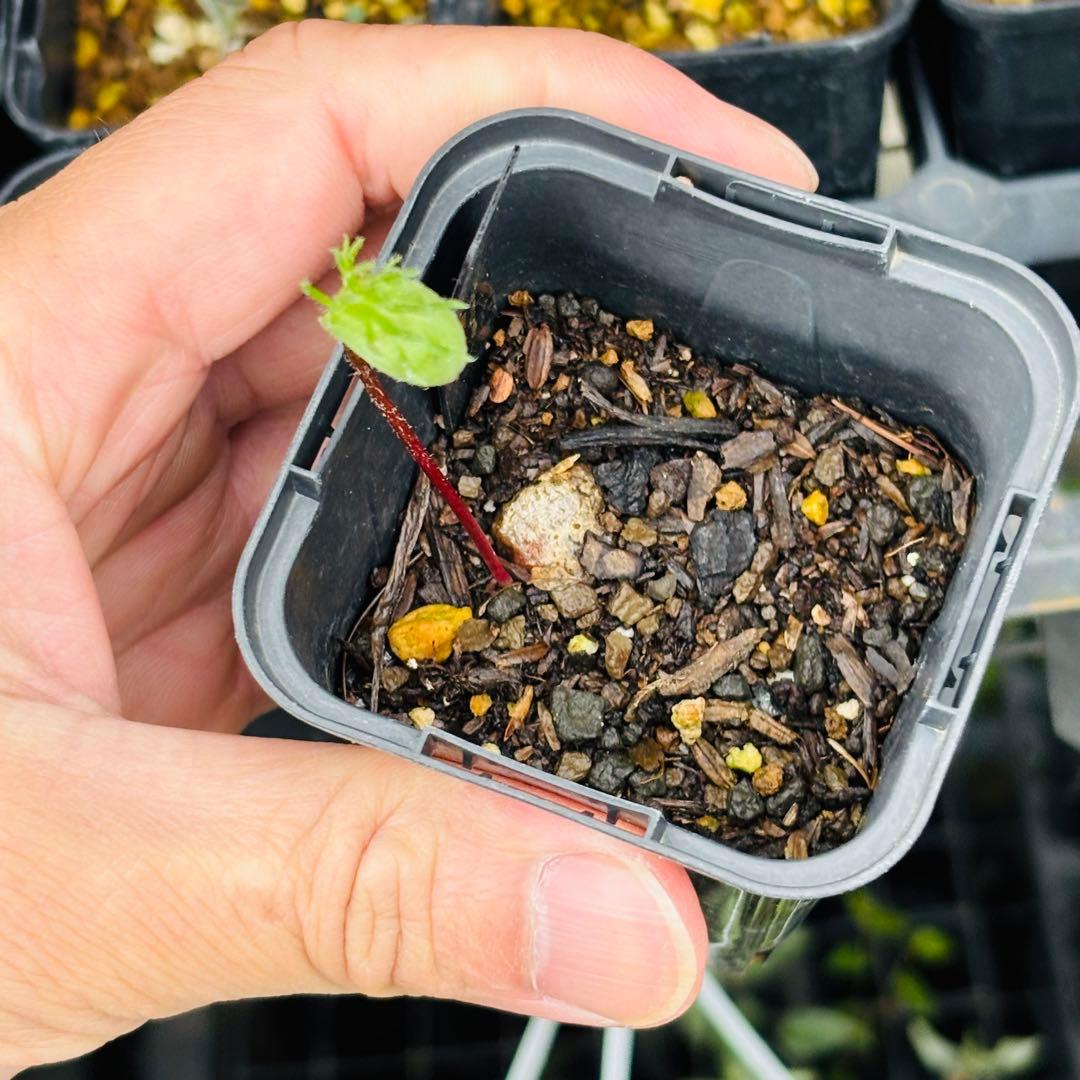 u*f様 オークション！希少 エリオスペルマム ケルビコルネ ケープバルブ 塊根