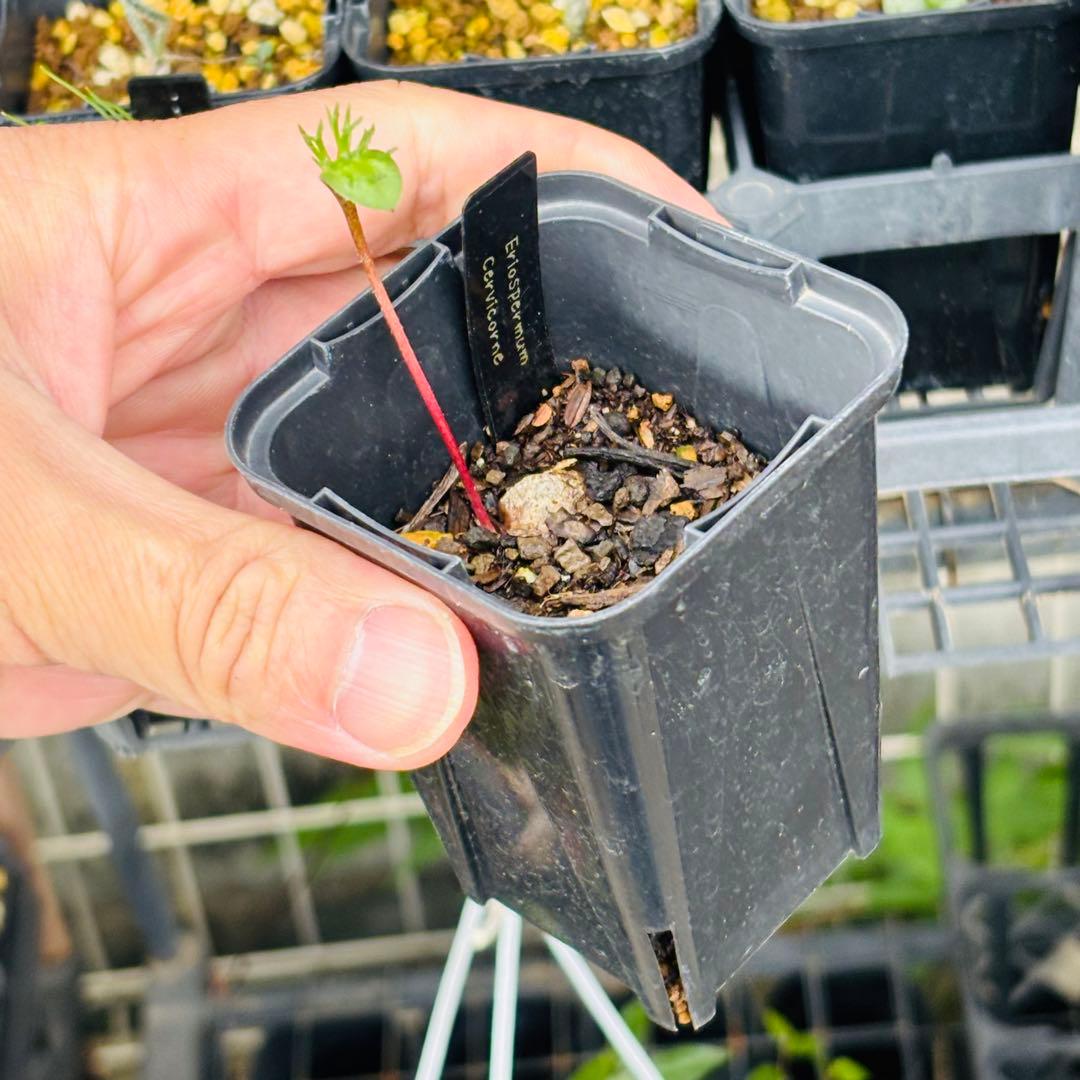 u*f様 オークション！希少 エリオスペルマム ケルビコルネ ケープバルブ 塊根