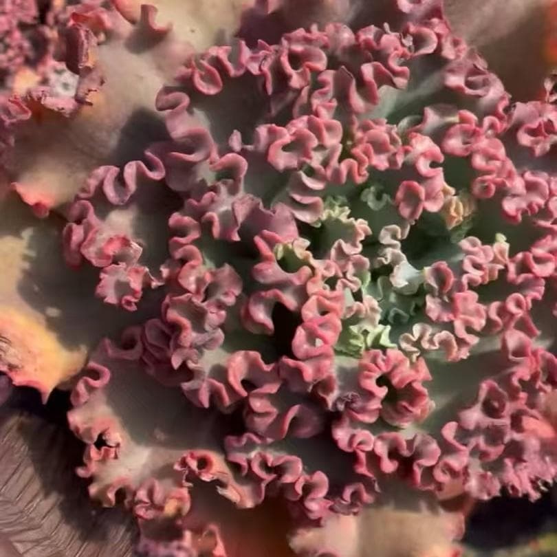 Top【選抜株】多肉植物　24056メリディアン10個　鉢無し/脱土