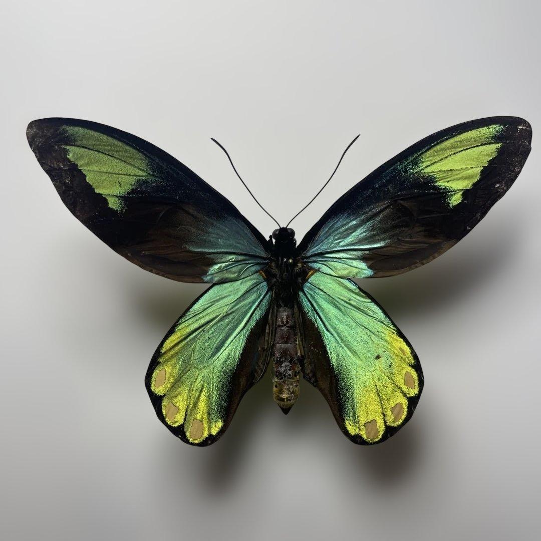 ビクトリアトリバネアゲハ　珍品