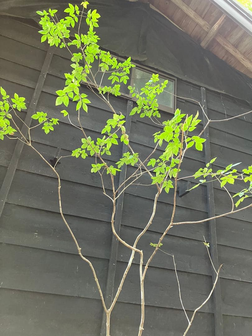 3 山採り　アオダモ