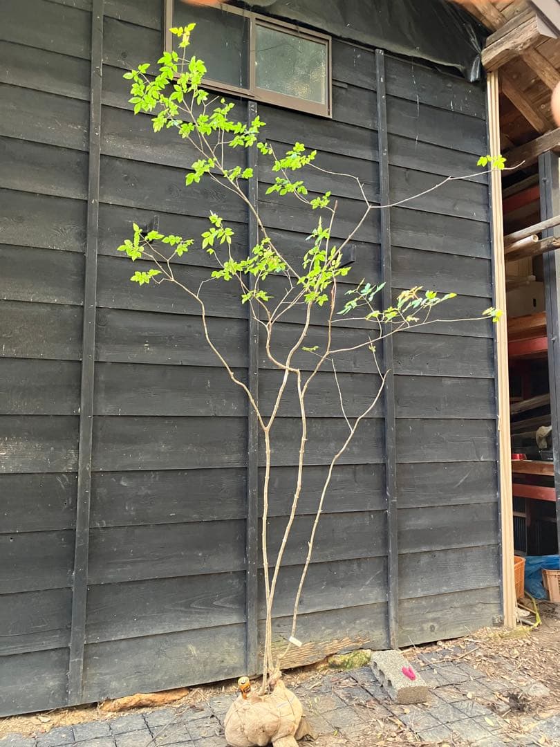 3 山採り　アオダモ