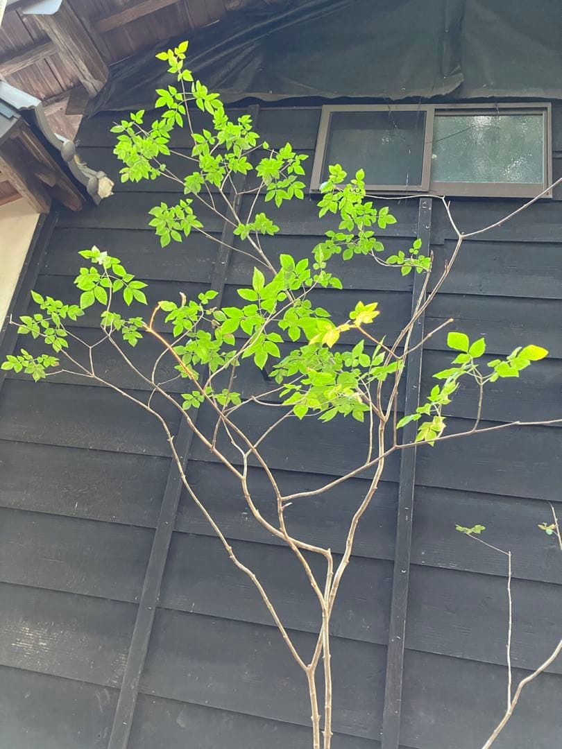 3 山採り　アオダモ