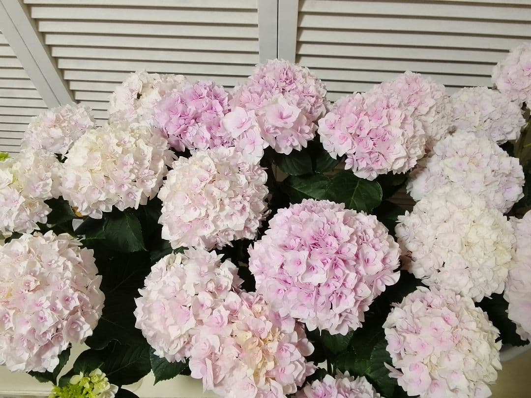 ■新品種■ポージィブーケエリー アジサイ 5号鉢■紫陽花 八重咲 てまり咲き