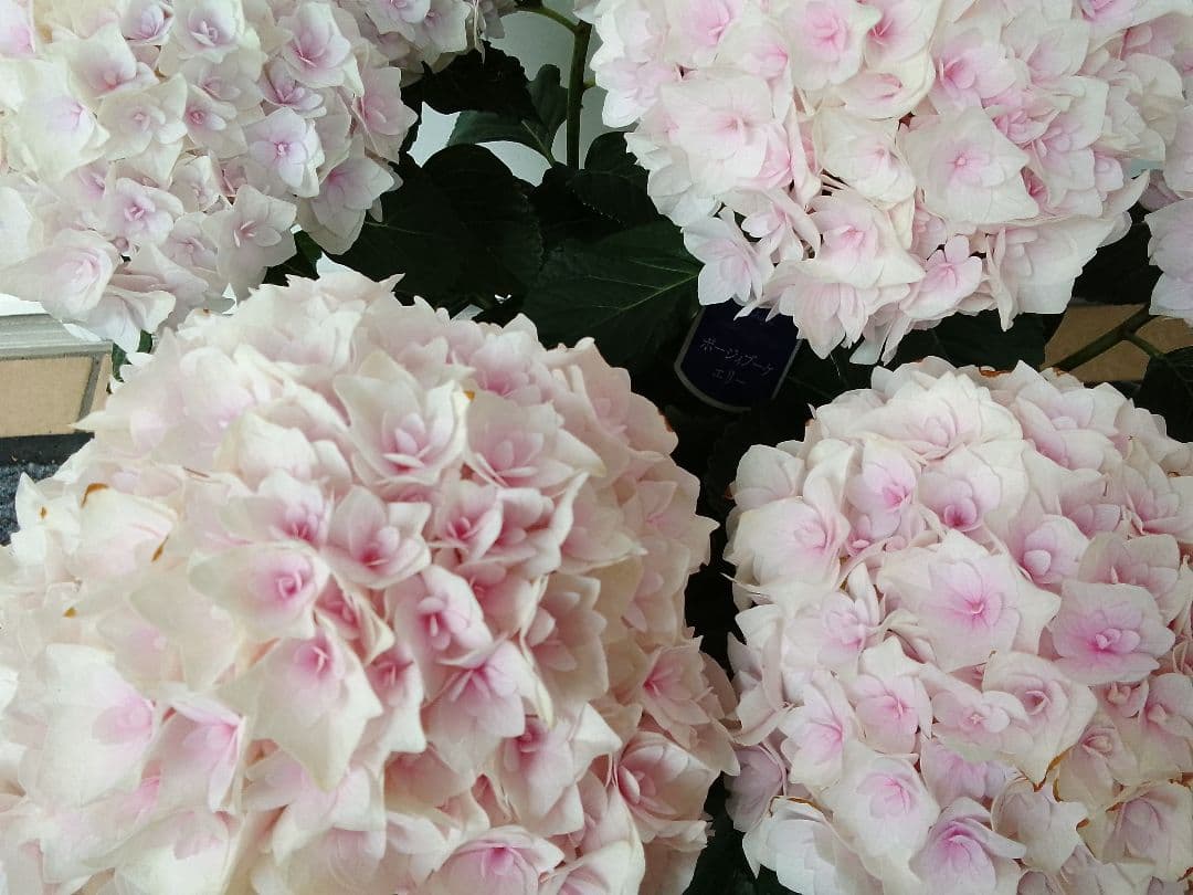 ■新品種■ポージィブーケエリー アジサイ 5号鉢■紫陽花 八重咲 てまり咲き