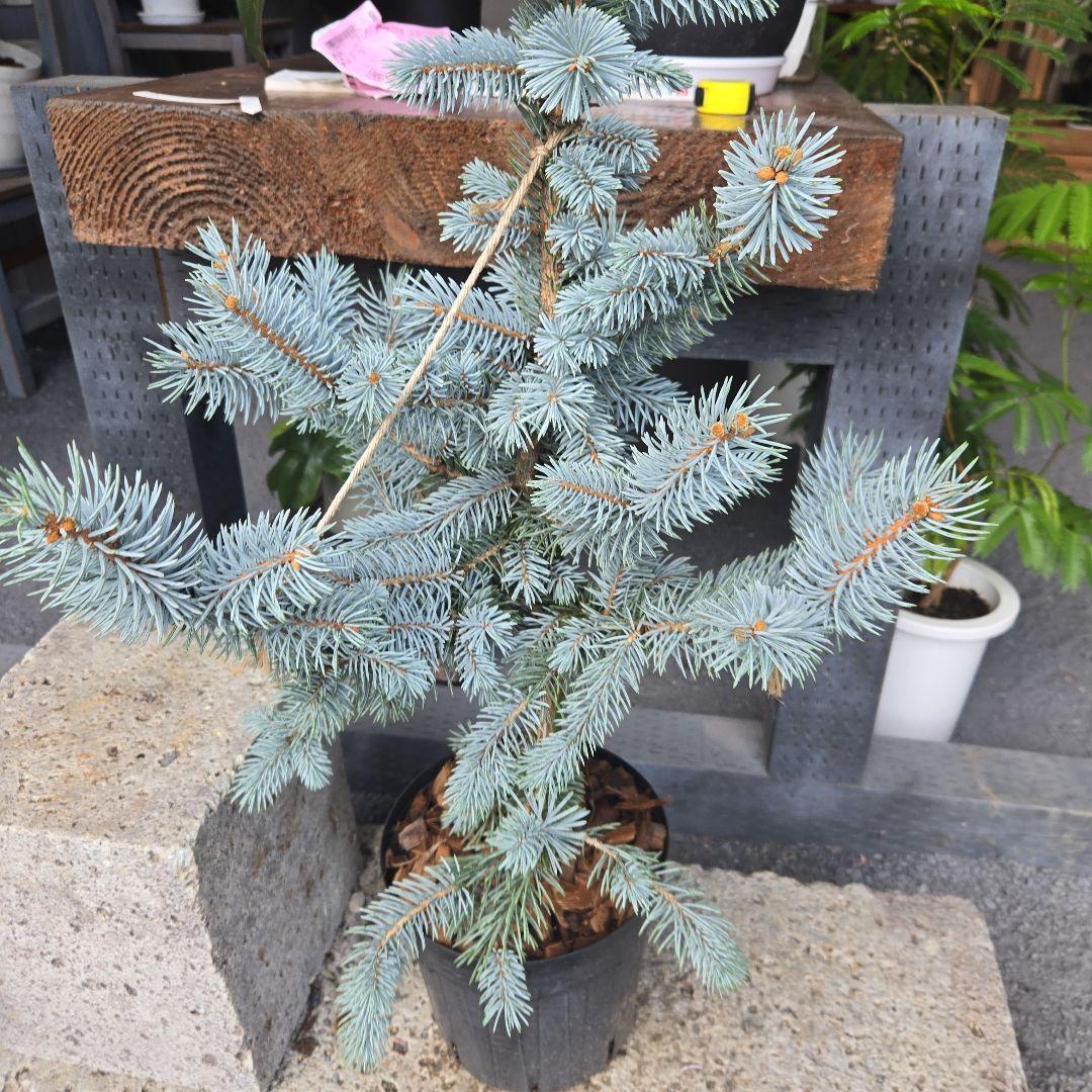 ⑪　ブンゲンス　トウヒ　ホプシー７号　最高等級極上品‼️