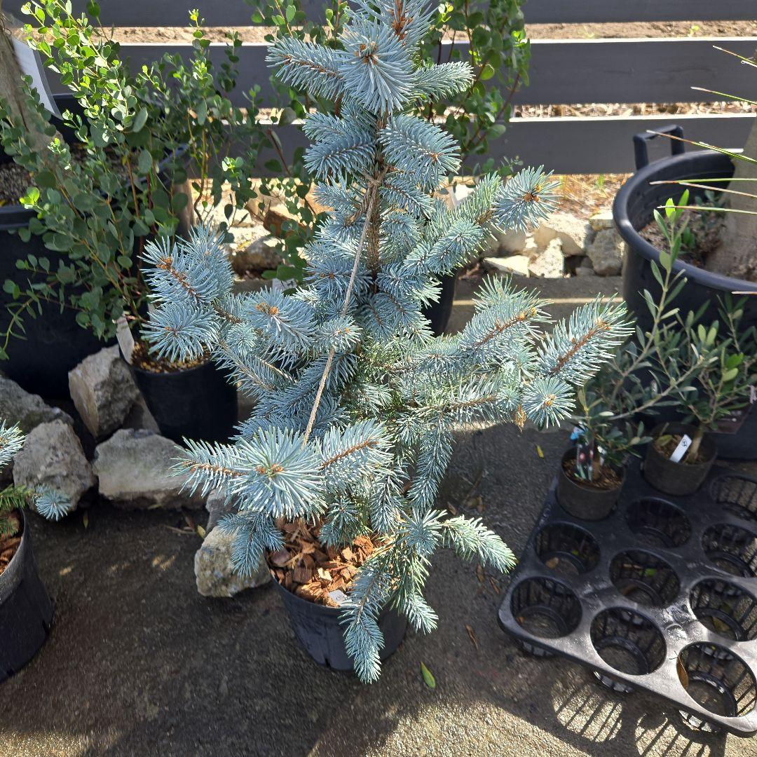 ⑪　ブンゲンス　トウヒ　ホプシー７号　最高等級極上品‼️