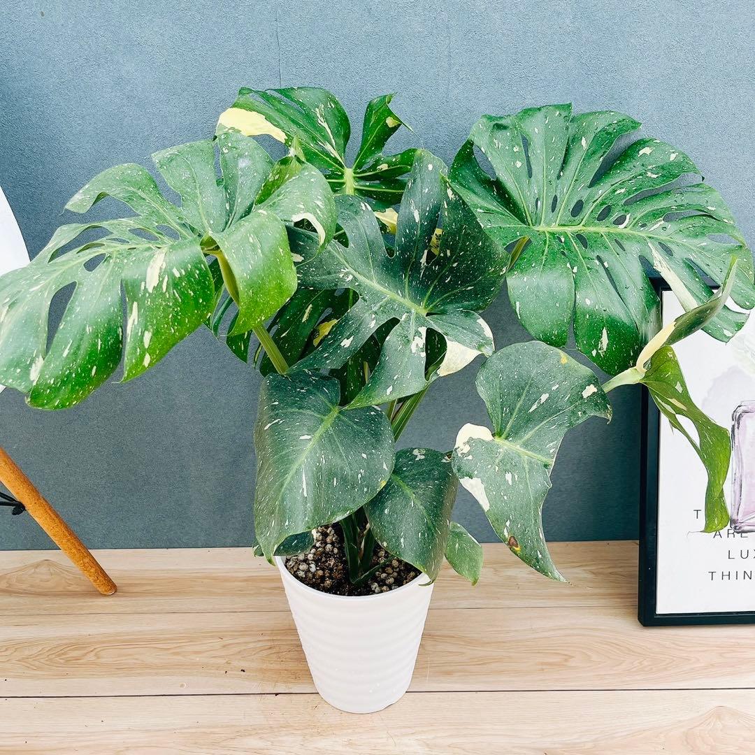 ［現品］【希少】N5 モンステラ　斑入り　7号　レア　観葉植物　室内　大型