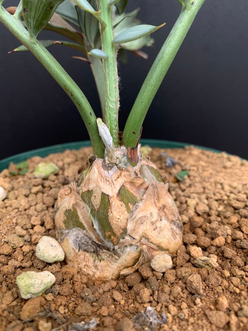 【南ア産・発根済】エンセファラルトス・ホリダス 「ドワーフ」｜No3-41