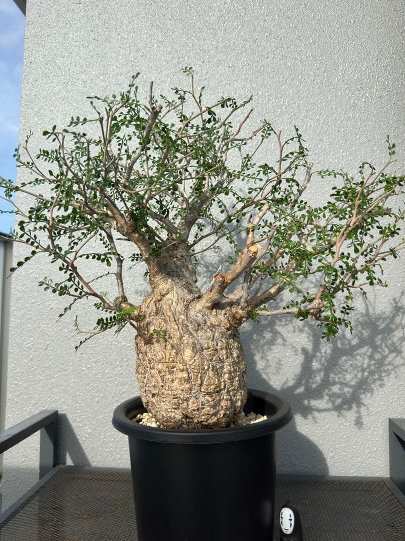 発根済み3年経過　オペルクリカリアパキプス