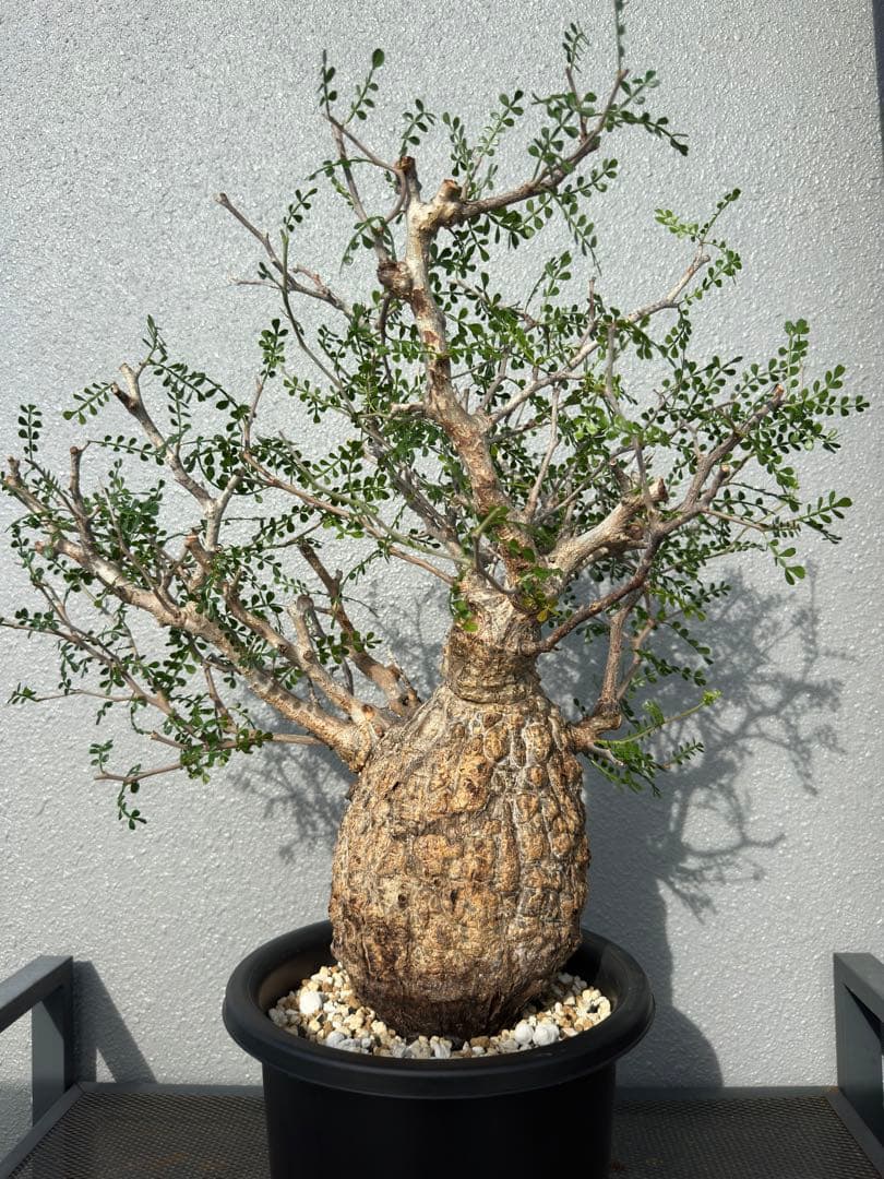 発根済み3年経過　オペルクリカリアパキプス