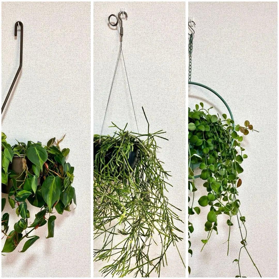 ハンギング植物セット　※バラ売り可