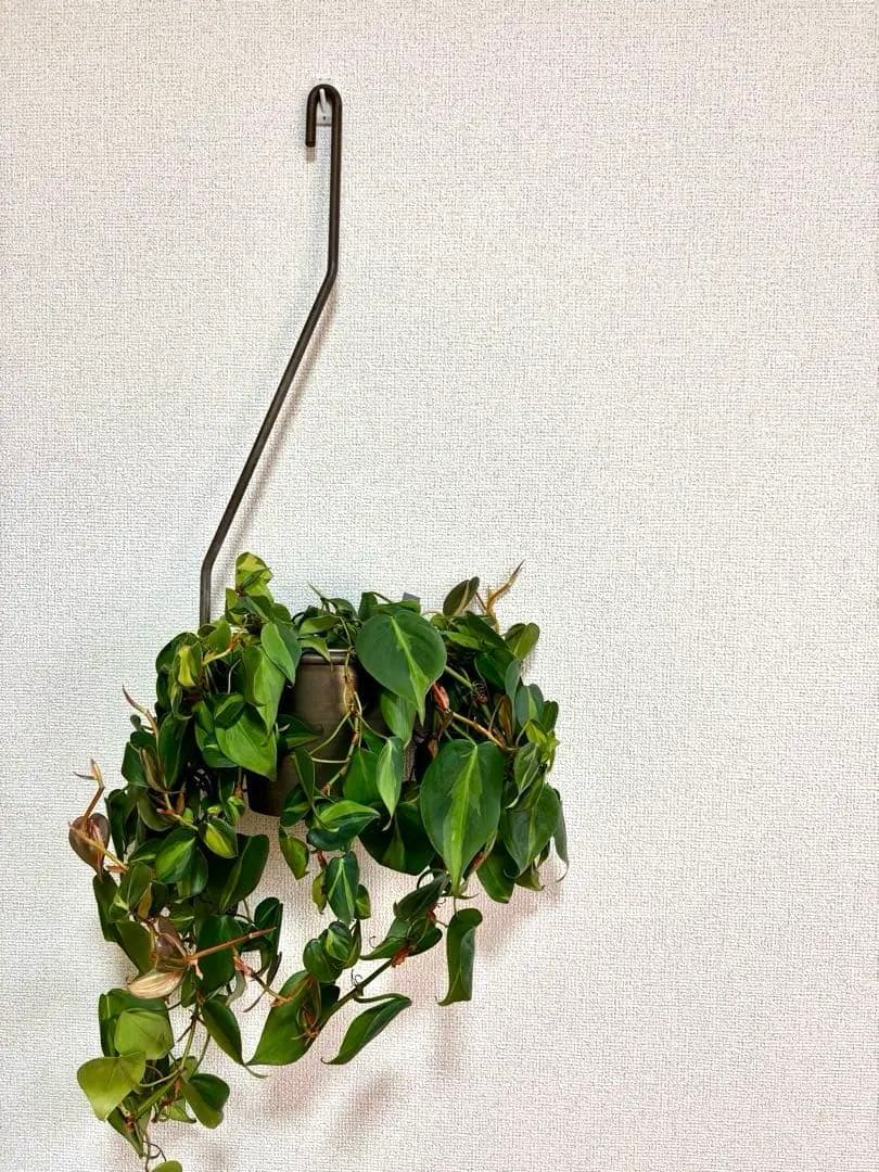 ハンギング植物セット　※バラ売り可