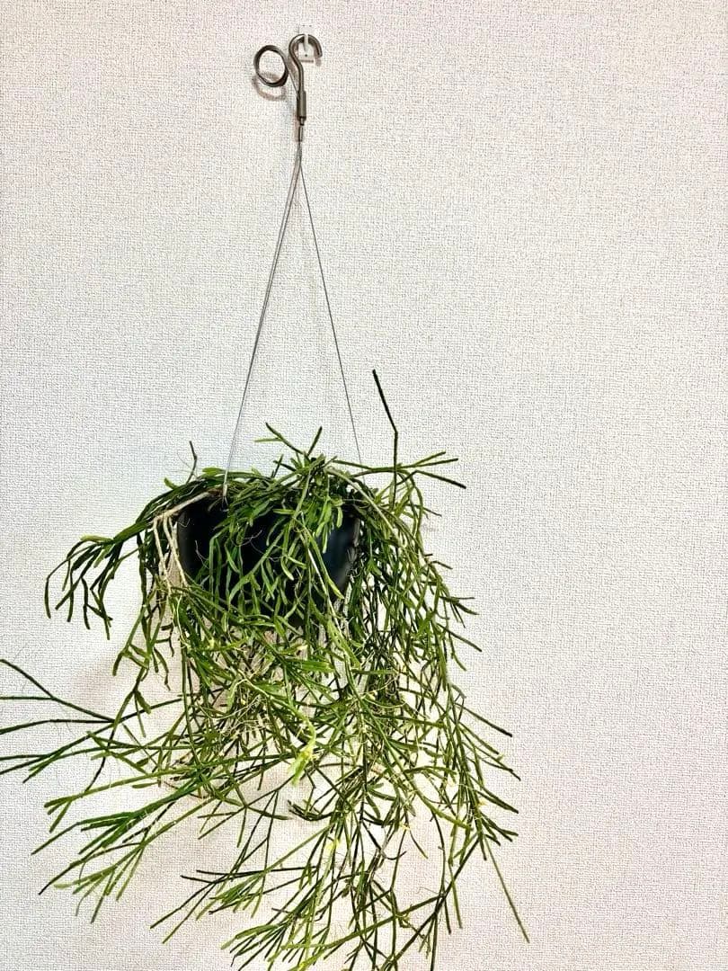 ハンギング植物セット　※バラ売り可