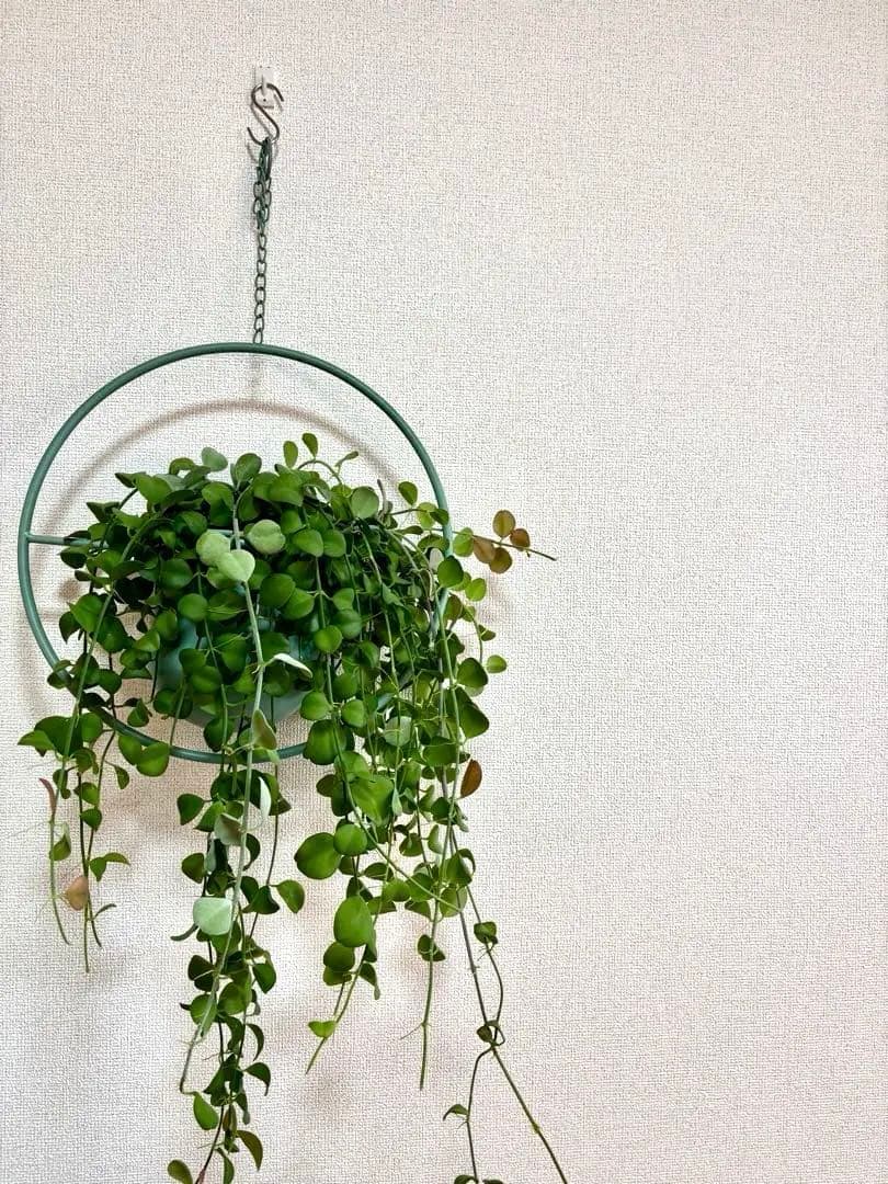 ハンギング植物セット　※バラ売り可