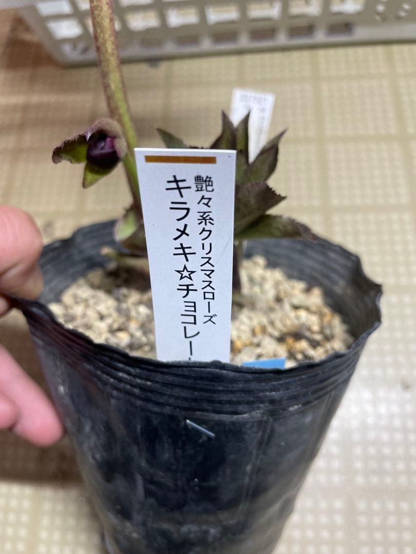 加藤農園 キラメキ⭐︎チョコレート クリスマスローズ