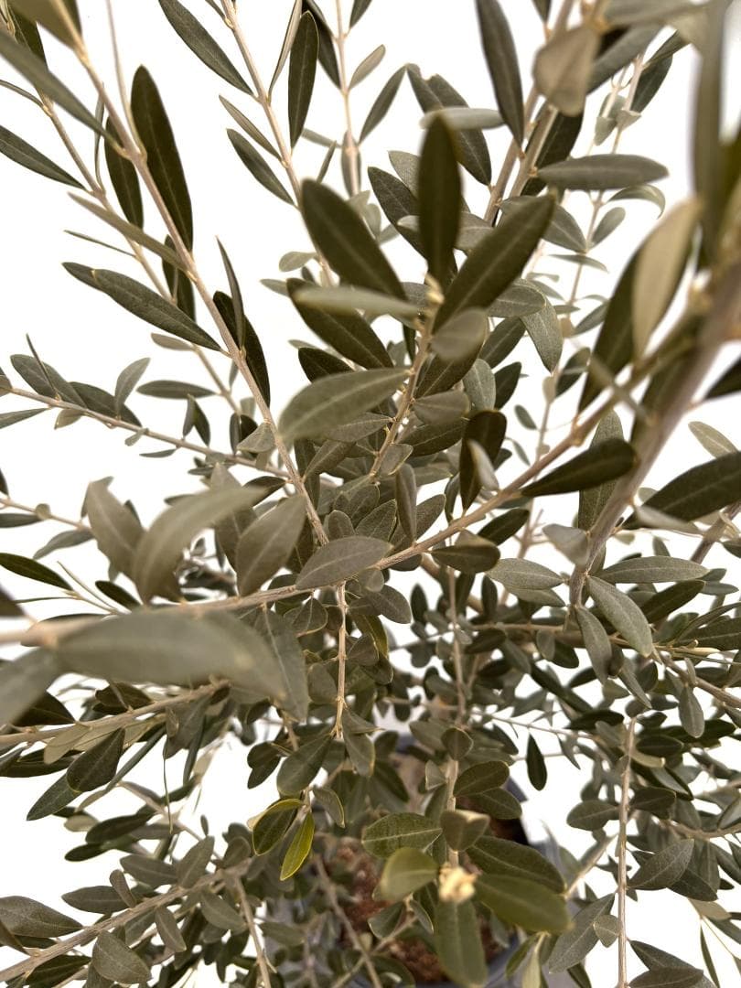 オリーブの木　セントキャサリン　8号　約140cm　K-321　希少　現品掲載