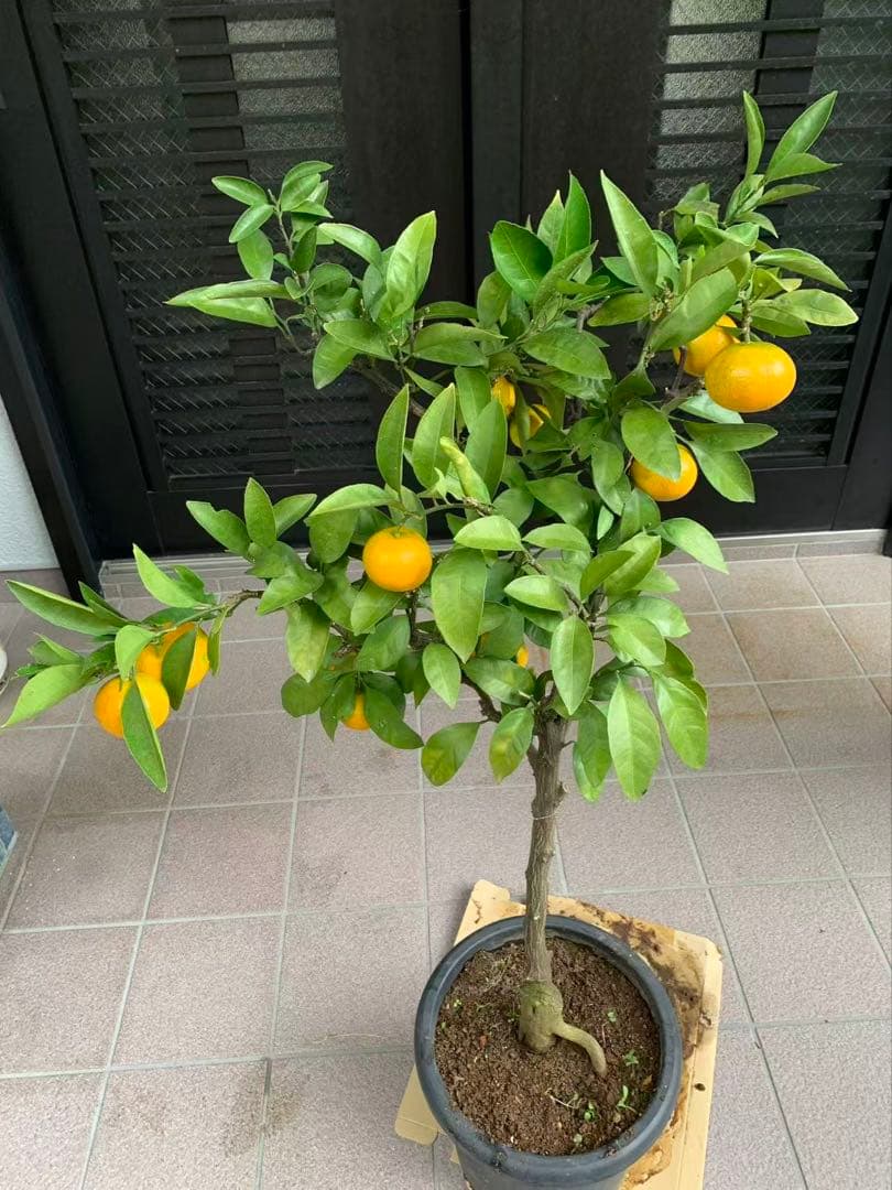 興津 早生蜜柑苗木 果樹 特大株 抜き苗発送