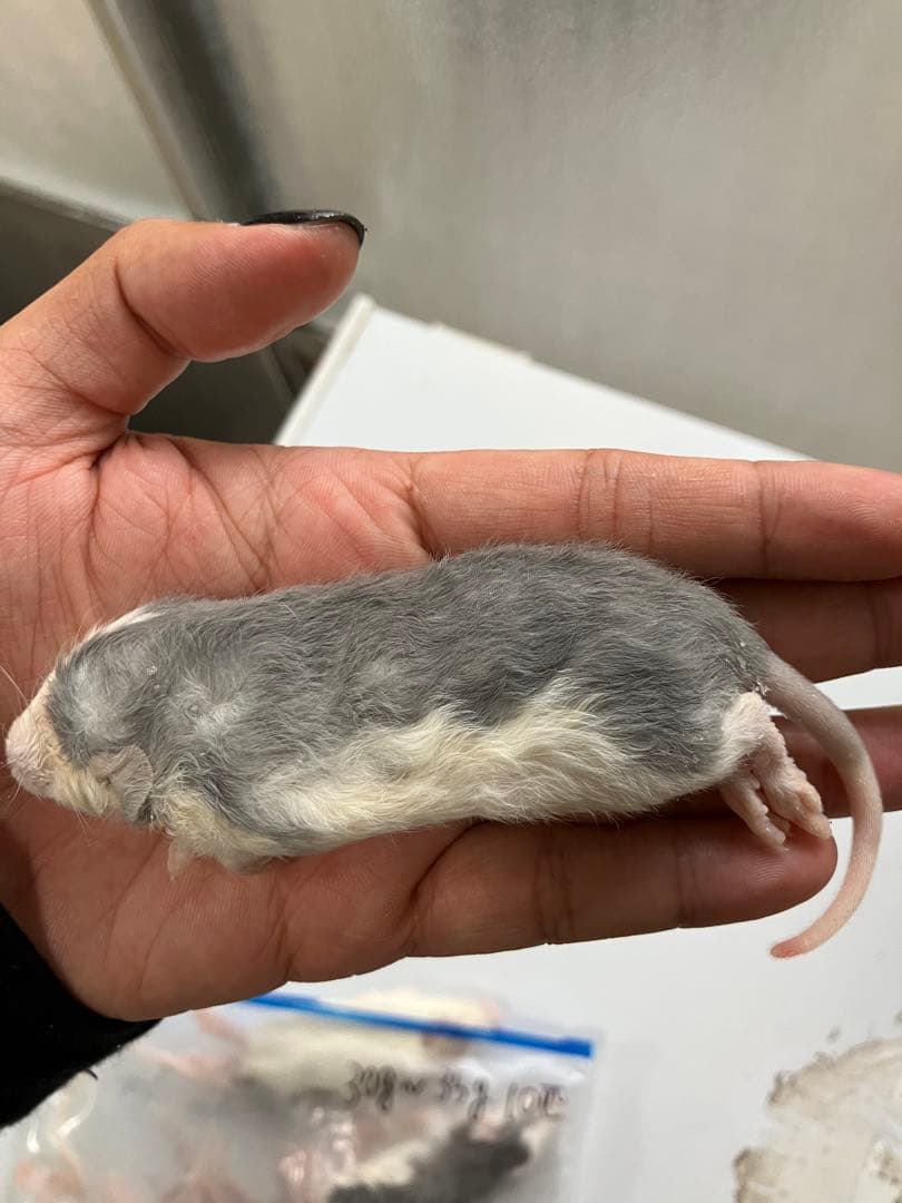 冷凍ラット60g〜70g 50匹セット！