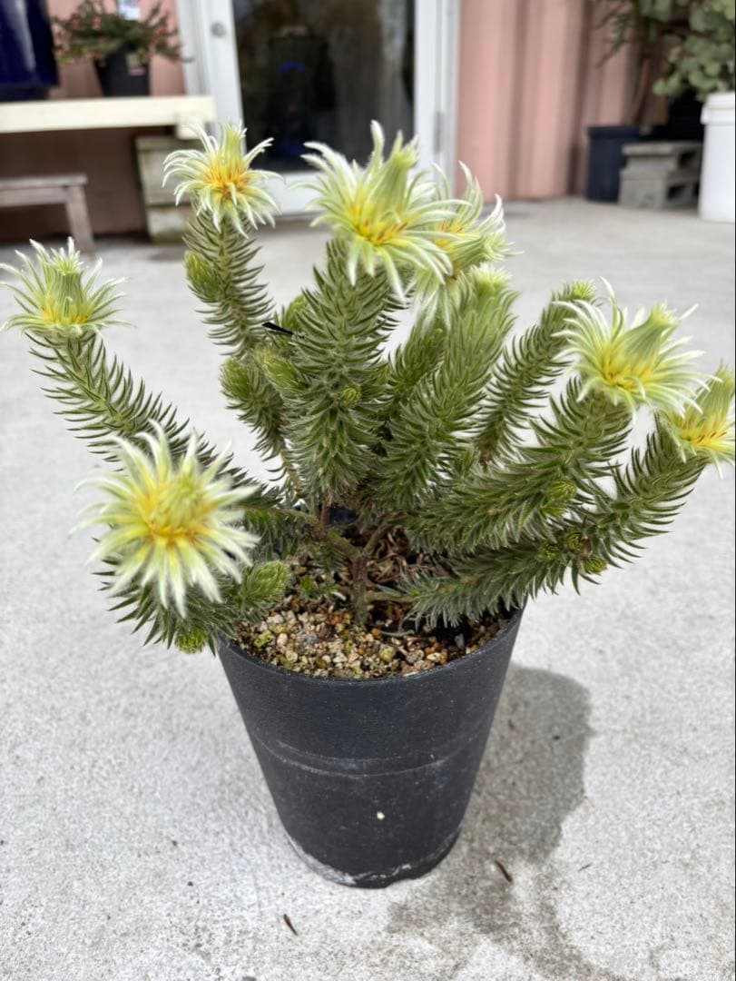 フィリカプベッセンスワフトフェザー　2