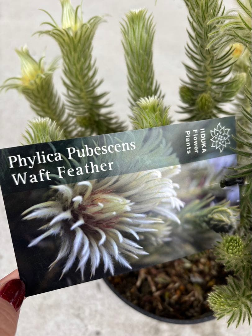 フィリカプベッセンスワフトフェザー　2