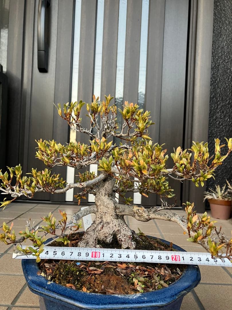 ◉皐月盆栽　日光　超極太　樹齢40年　究極の逸品！　◉大幅値下げ2/8(日曜)迄