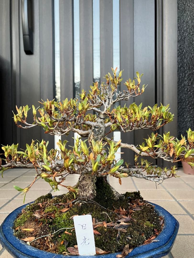 ◉皐月盆栽　日光　超極太　樹齢40年　究極の逸品！　◉大幅値下げ2/8(日曜)迄