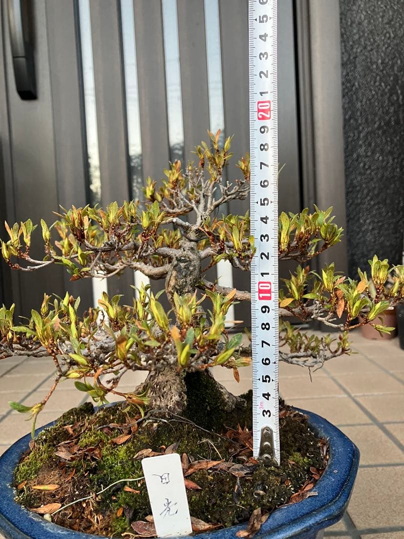 ◉皐月盆栽　日光　超極太　樹齢40年　究極の逸品！　◉大幅値下げ2/8(日曜)迄