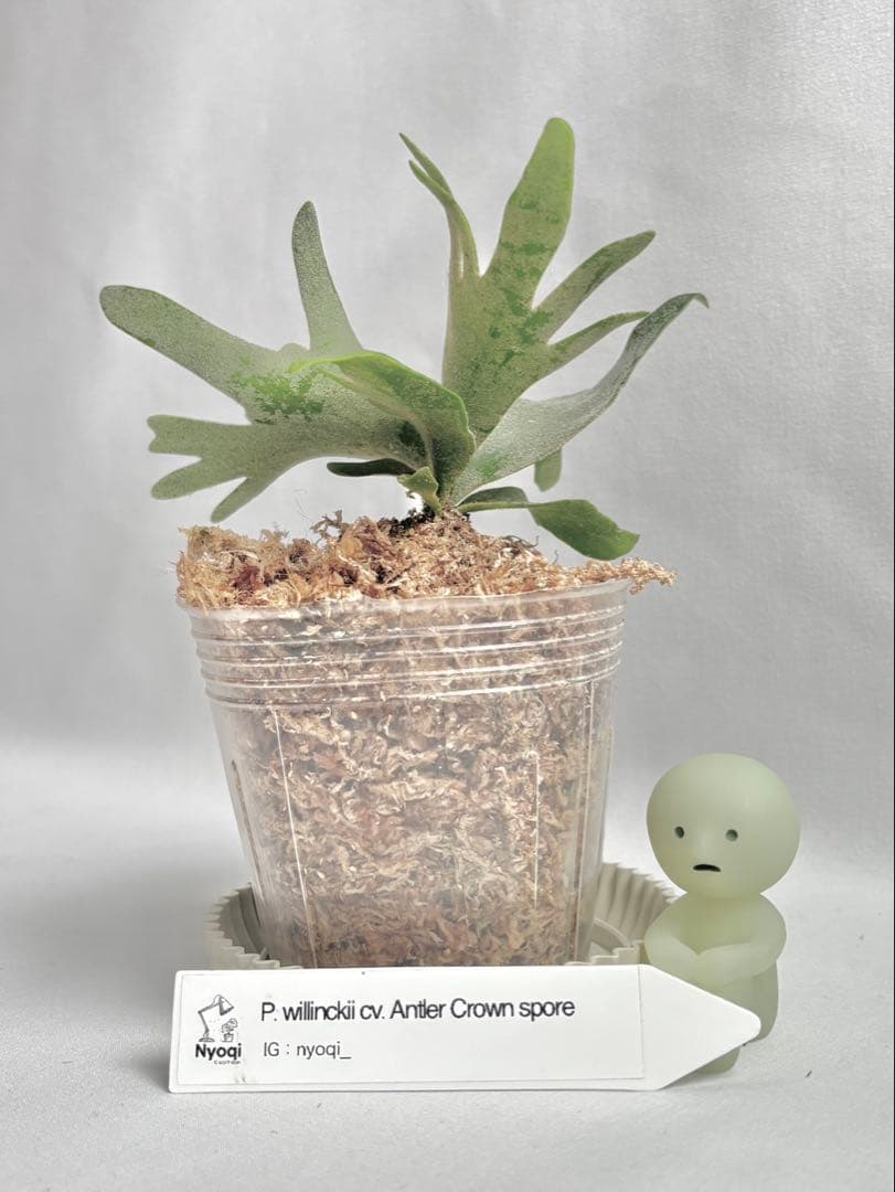 【メルカリ便】P. wilinckii cv. Antler Crown【大株】