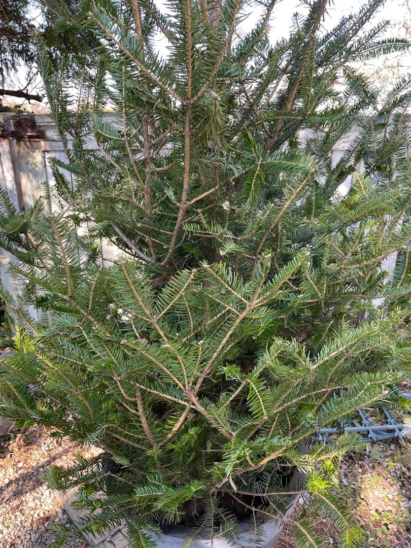 庭木　もみの木　ウラジロモミノキ　樹高約210センチ　引取り歓迎　久喜市　配達可