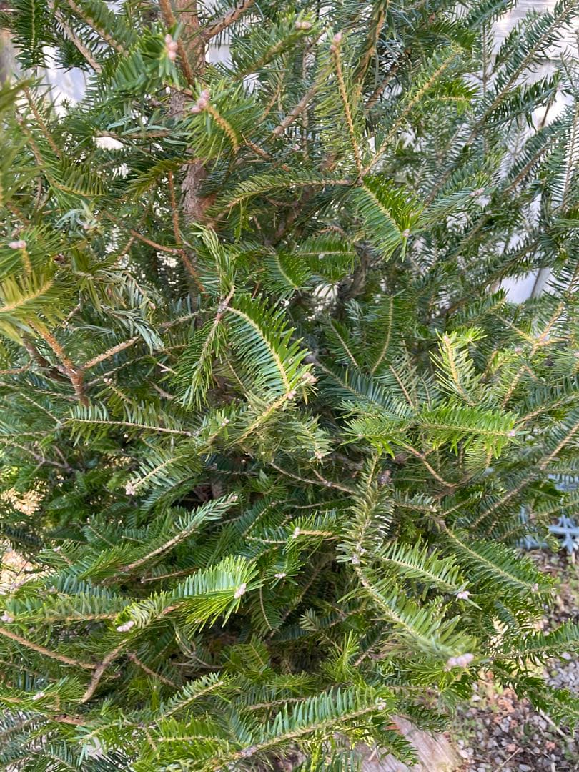 庭木　もみの木　ウラジロモミノキ　樹高約210センチ　引取り歓迎　久喜市　配達可